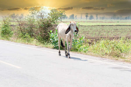 white cow in a mountain pasture walking on the side of the roadの写真素材