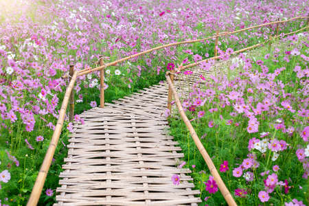 background field aster of cosmos flower bloom gardens bloom beautifully in winter.の写真素材