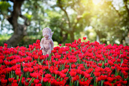 Colorful tulips in the flower garden tulips in springの写真素材