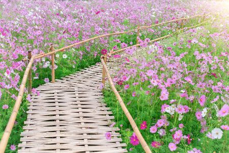 background field aster of cosmos flower bloom gardens bloom beautifully in winter.の写真素材
