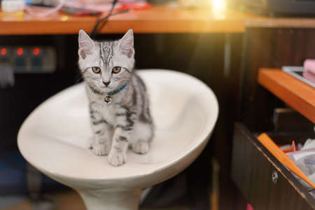 Cat American shorthair kitten looking at the camera.の写真素材