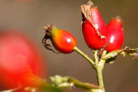 briarの写真素材