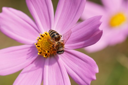 close-up of bee collecting dust from the flowerの写真素材
