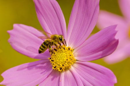 close-up of bee alighted on a pink flowerの写真素材