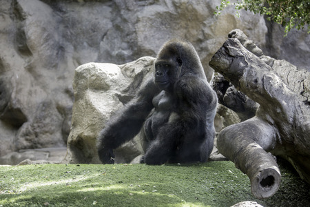 a big gorilla silver back male in the zoo