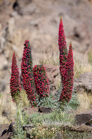 red Tajinastes in bloom, in the Teide National Park, on the island of Tenerife, Canary Islandsの写真素材
