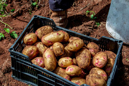 Selection of freshly harvested potatoes in the farm of Fontanales, Gran Canaria, Canary Islands