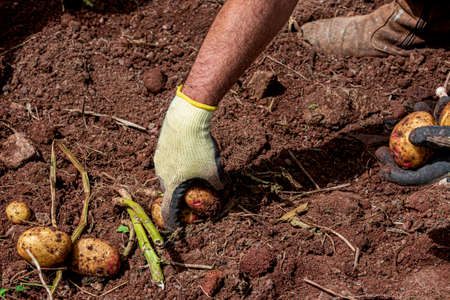 Selection of freshly harvested potatoes in the farm of Fontanales, Gran Canaria, Canary Islands