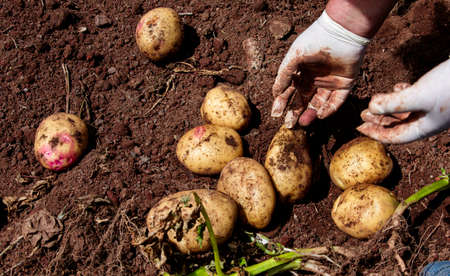 Selection of freshly harvested potatoes in the farm of Fontanales, Gran Canaria, Canary Islands