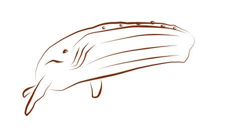 Whale Line Drawing Illustrationのイラスト素材