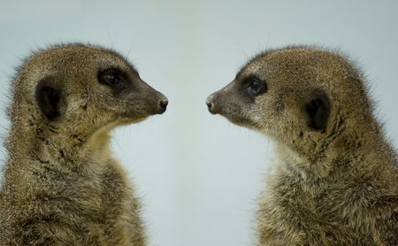 eyes to eyesの写真素材