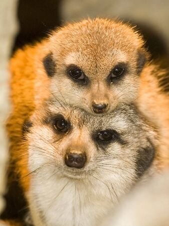 meerkatsの写真素材
