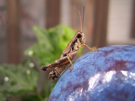 The Sleepy Cricketの写真素材