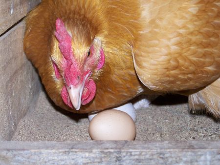 Hen Guarding Eggsの写真素材