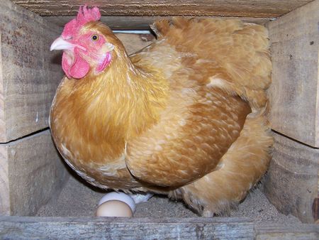 Protective Hen Guarding Eggsの写真素材