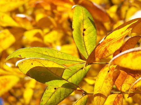 Hickory leaves with fall coloringの写真素材