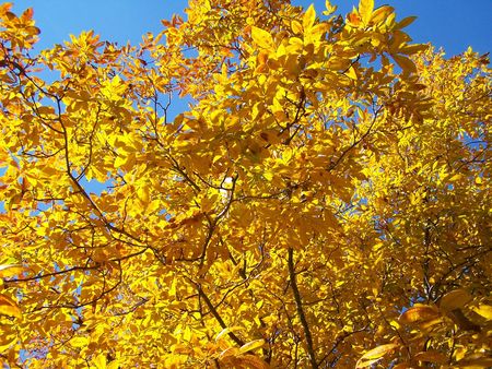 Hickory tree with fall coloringの写真素材