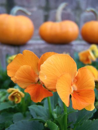 Orange Flowers with Pumpkins in Backgroundの写真素材