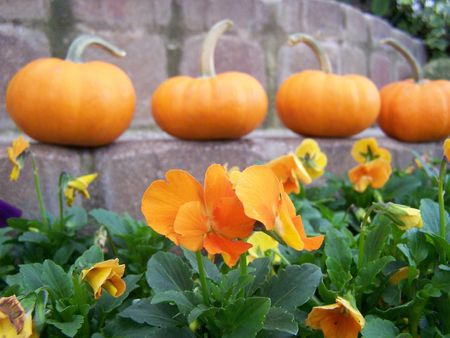 Orange Pansies with Pumpkins in Backgroundの写真素材