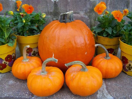 Pumpkin and Pansy Arrangementの写真素材