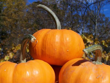 A close up of pumkins in the fallの写真素材
