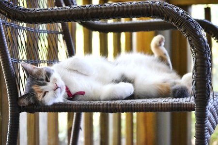 Lazy Catの写真素材