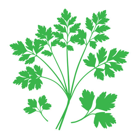 Parsley. Isolated on white background. Vector illustration.のイラスト素材