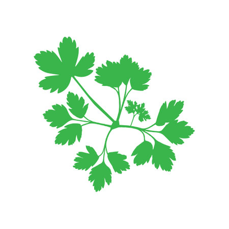 Parsley icon vector isolated on white background for your web and mobile app designのイラスト素材