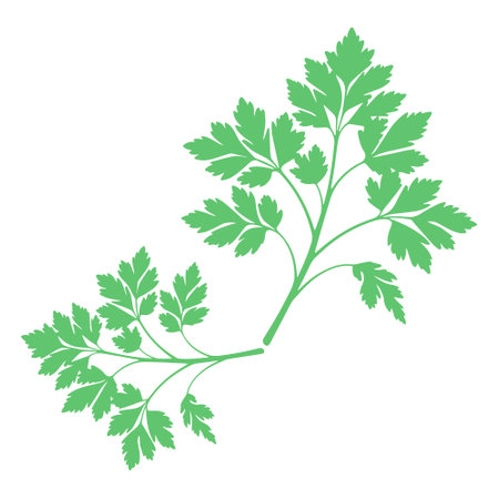 Parsley leaves isolated on a white background. Vector illustration.のイラスト素材