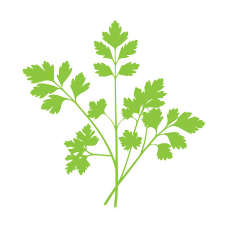 parsley isolated illustration on white background. vector parsley iconのイラスト素材
