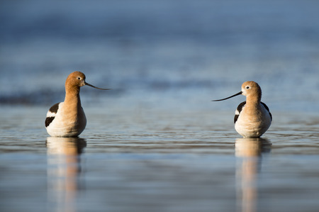 A pair of American Avocets stand in the shallow water as the early morning sun lights them up on a clear spring morning.の写真素材