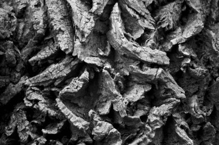 A very think textured bark in contrasty light.の写真素材