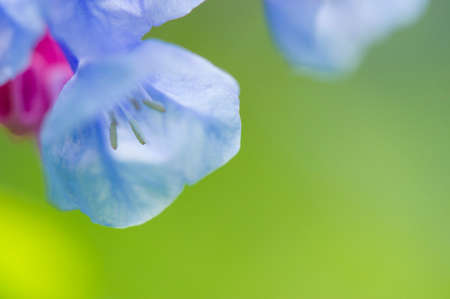 A close up of a blue flower against a green background.の写真素材