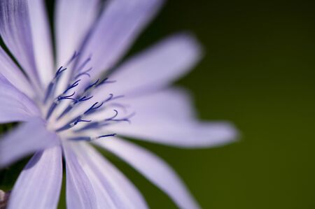 A close up of a purple flower on a green background.の写真素材