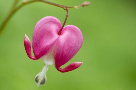 A close up of a bright pink Bleeding Heart flower against a green background.の写真素材