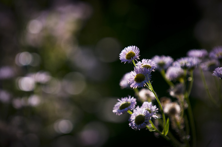 Small purple flowers being lit up by the bright sun against a dark background.の写真素材