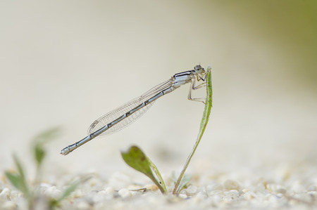 A small white damselfly sits perched on a tiny piece of green grass.