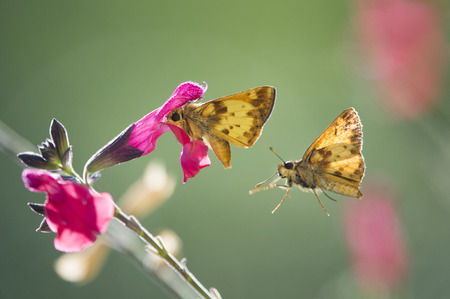A small orange butterfly feeds on a bright pink flower as another butterfly hovers in the air behind it on a bright sunny day.の写真素材