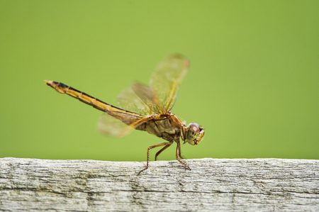 A green and yellow dragonfly perches on a wooden fence postの写真素材