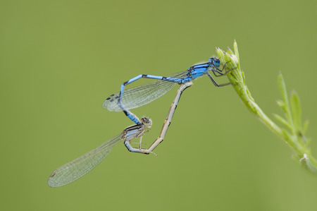 A pair of blue Damselflies mate on a small green plant with a smooth green background.