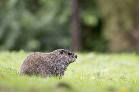 A groundhog eats in a field of green grass.