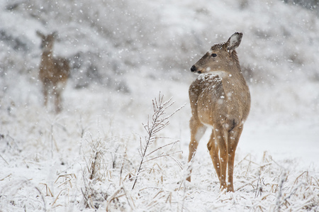 A whitetail deer doe stands proud in the falling snow.の写真素材