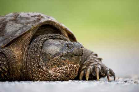 A close up portrait of a Common Snapping Turtle.の写真素材