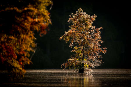 A Cypress Tree covered in spider webs is glowing from the morning sun.の写真素材
