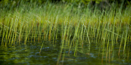 Bright green grass grows out of the water in a lake.の写真素材