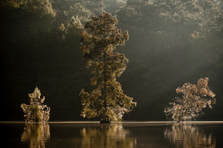 A stand of three Cypress Treescovered in spider webs are glowing from the bright morning sun.の写真素材
