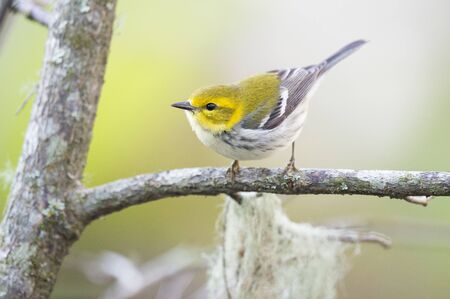 A Black-throated Green Warbler perched on a branch out in the open.の写真素材
