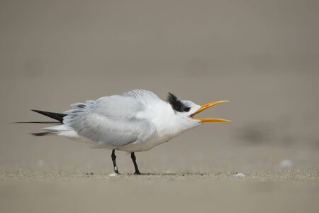 A Royal Tern walks along the sand beach while loudly calling with its large beak open.の写真素材