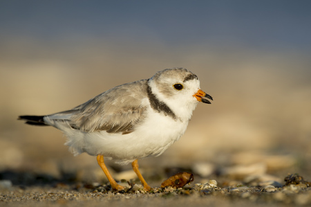 A small endangered Piping Plover stands on a sandy beach as the early morning sunlight shines on it.