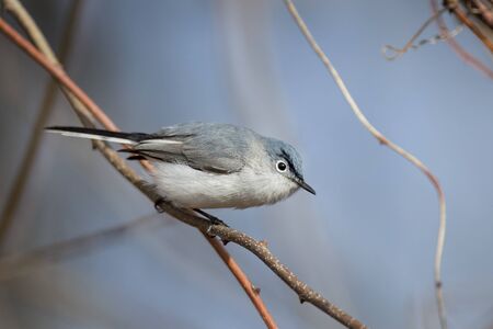 A Blue-gray Gnatcatcher perched on a small branch with a blue sky background.
